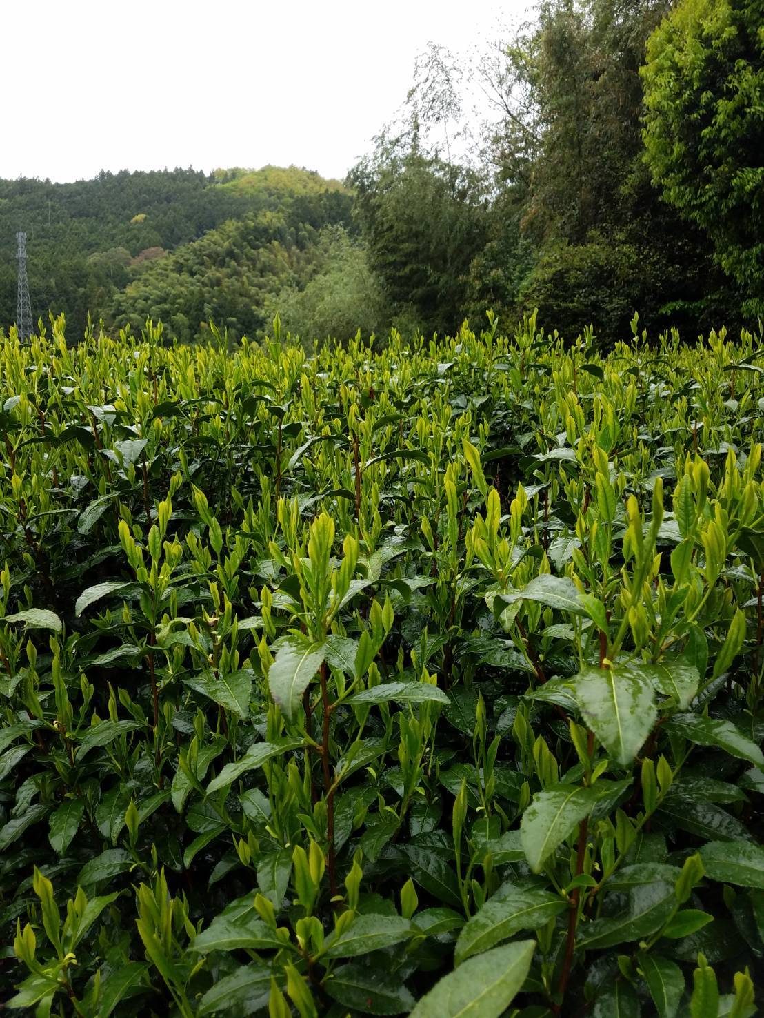 The field in autumn, storing up sweetness for the first flush