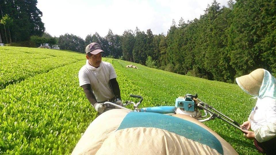 Machine harvesting across a hillside field