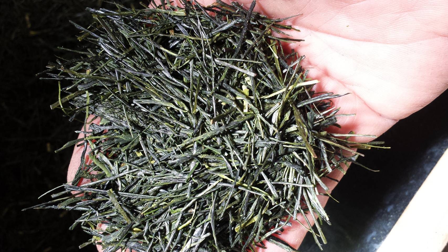 Finished sencha leaf held in a hand