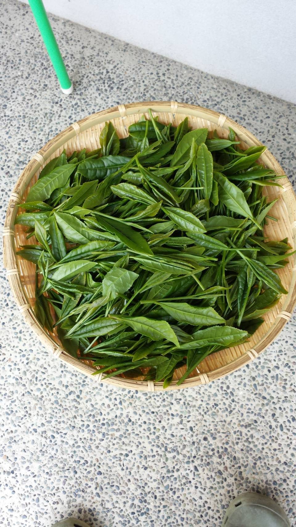Freshly picked leaf in a bamboo basket