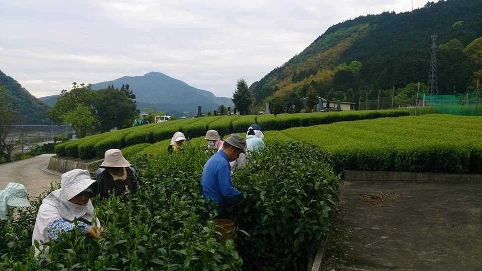 Villagers hand-picking the first flush
