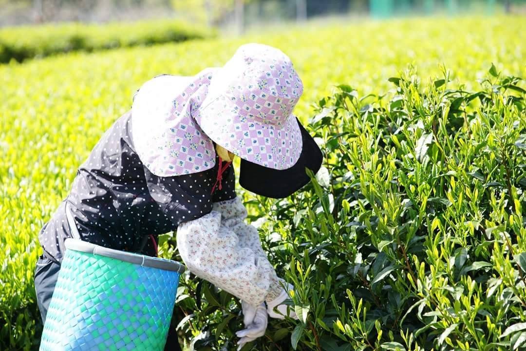 Hands picking one bud and two leaves