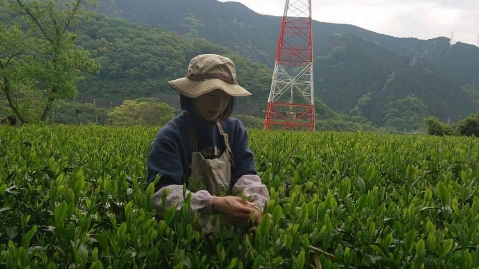 Picking above the valley, mountains behind