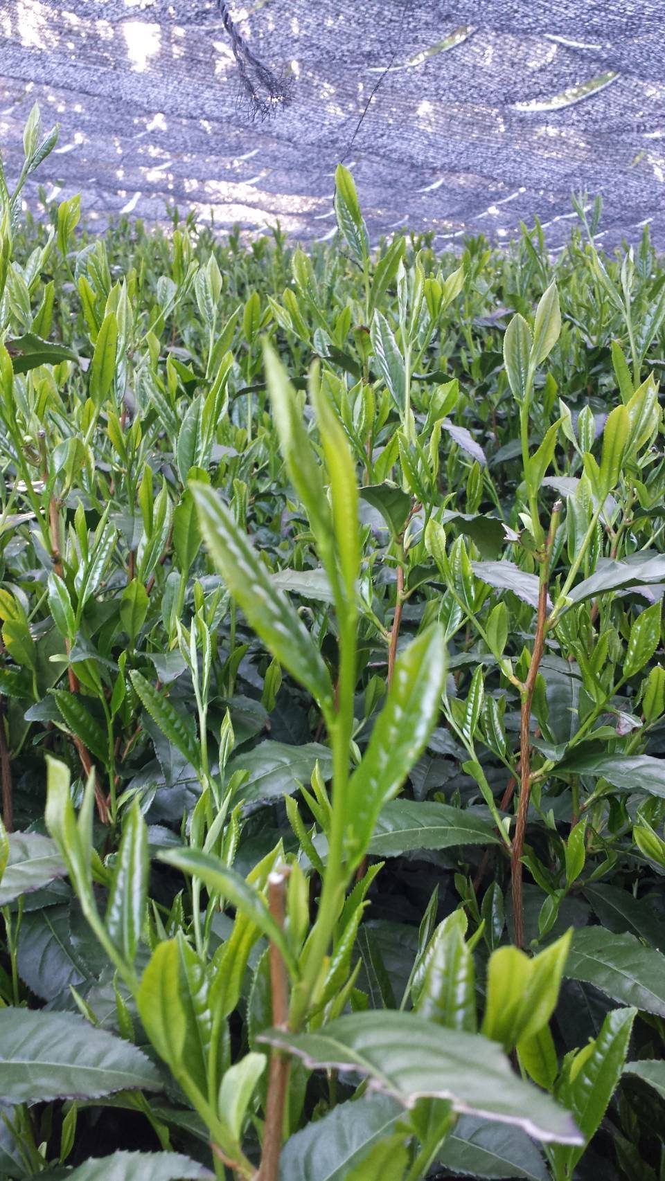 Tea bushes growing under shade cloth