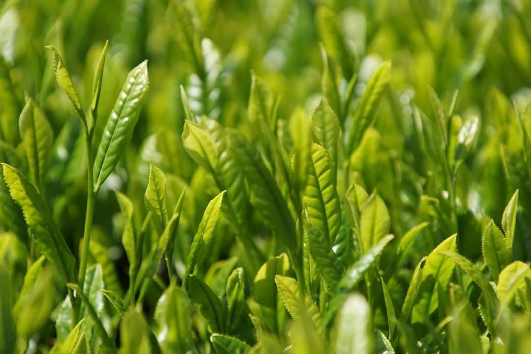 New-flush buds in bright sunlight